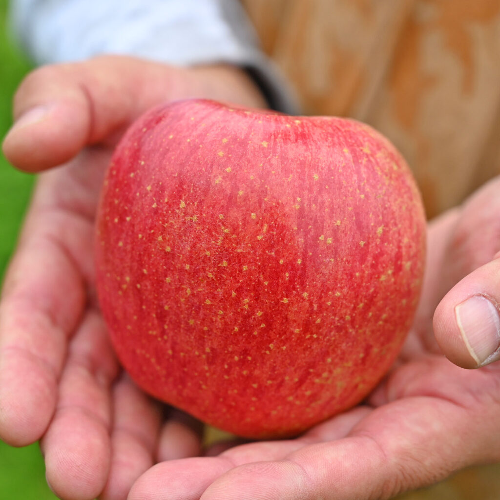 両手でりんごを持っている様子