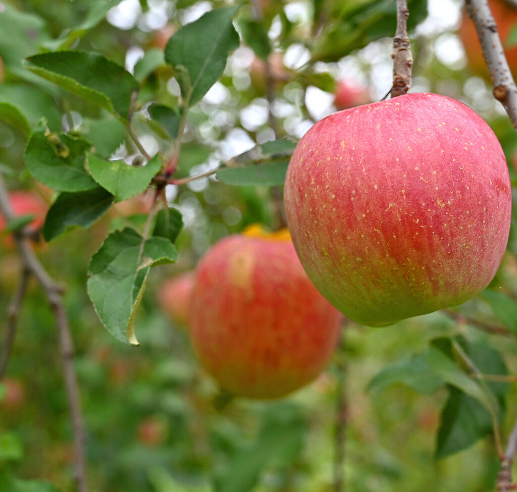 木になったりんご